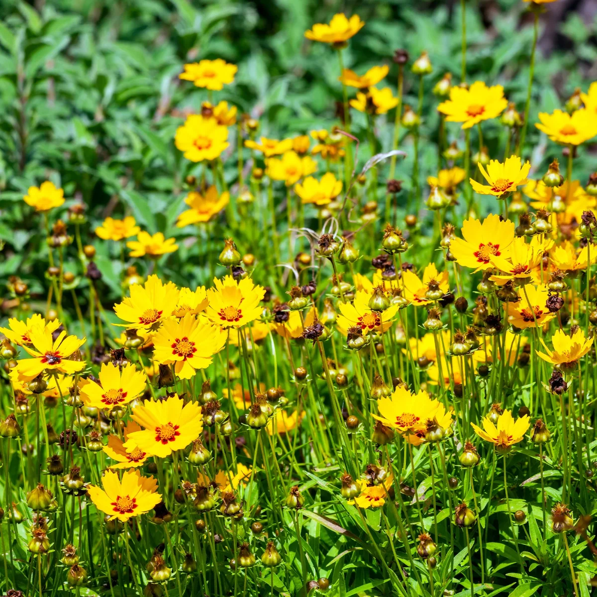 Coreopsis - Oeil de jeune fille – Image 3