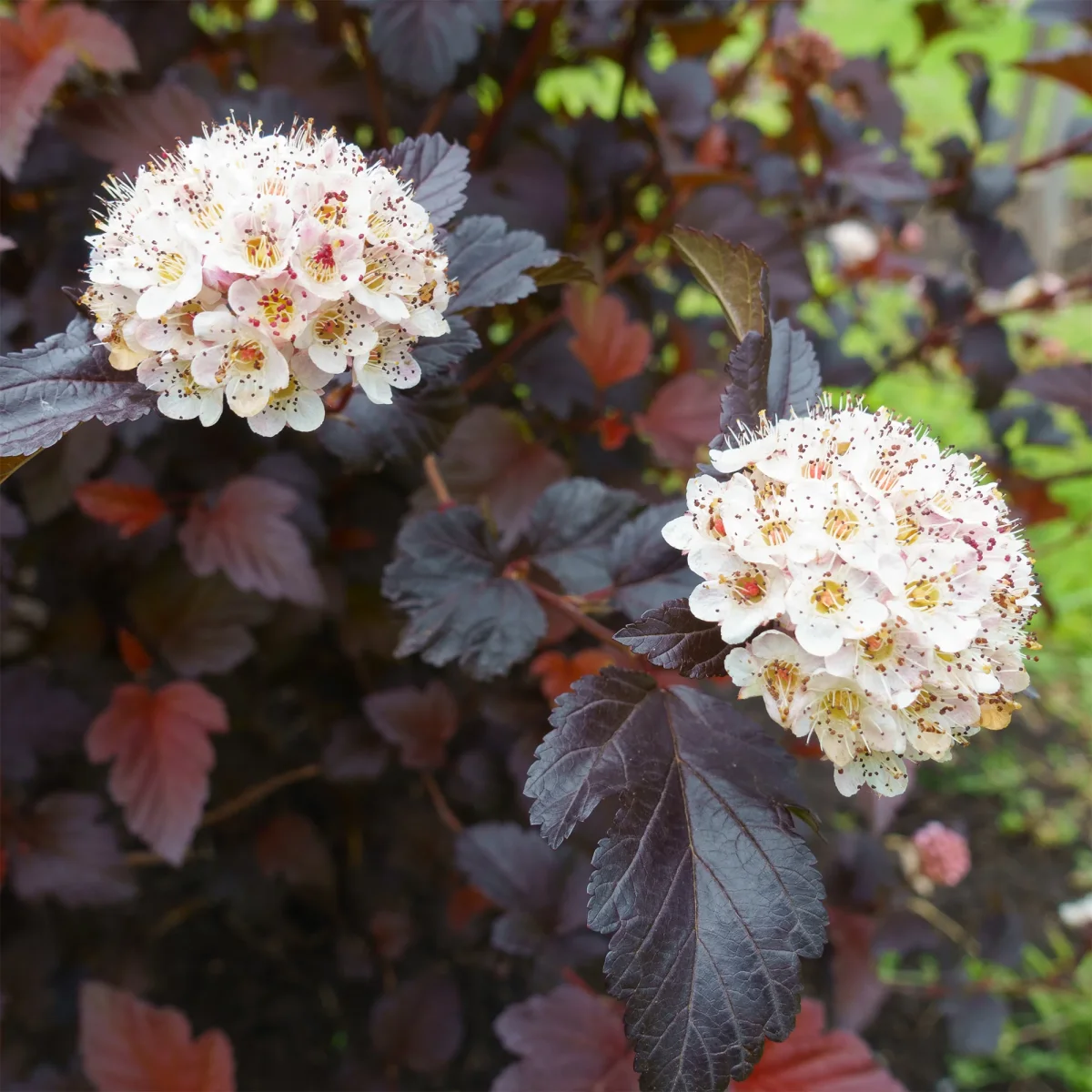 Physocarpe Red Baron – Image 3
