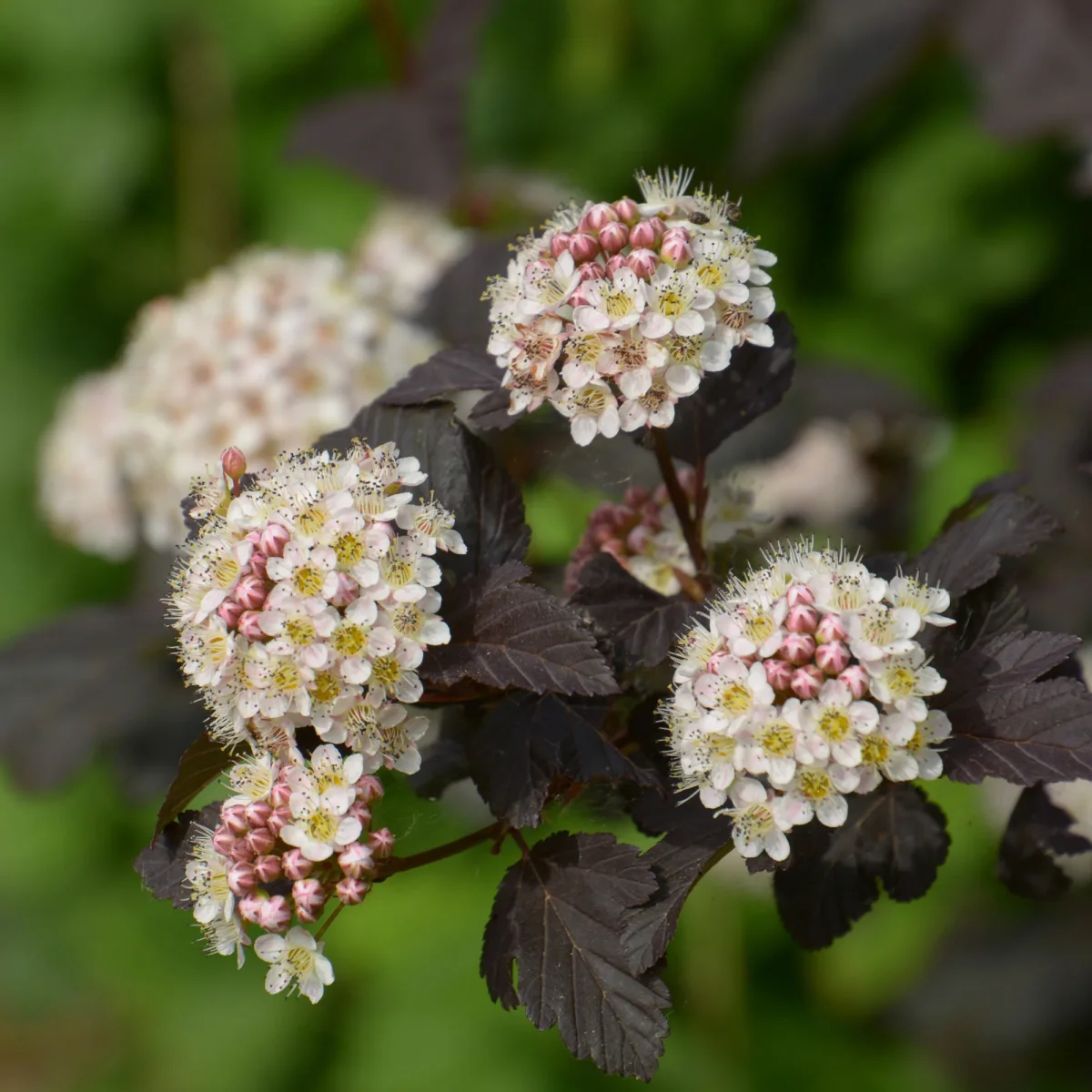 Physocarpe Red Baron – Image 2