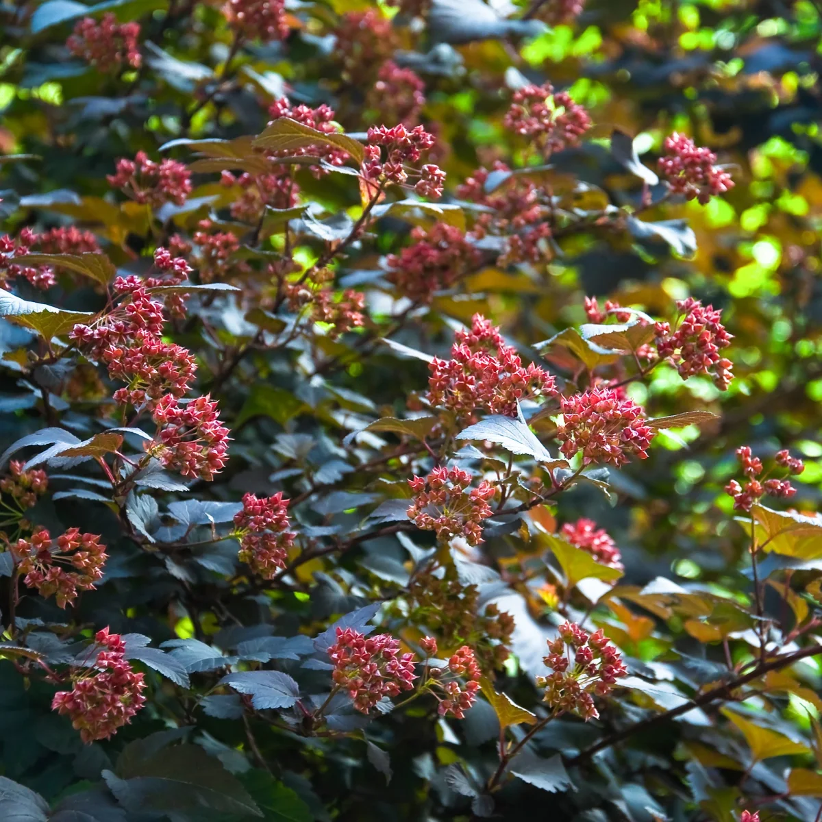 Physocarpe Red Baron – Image 4