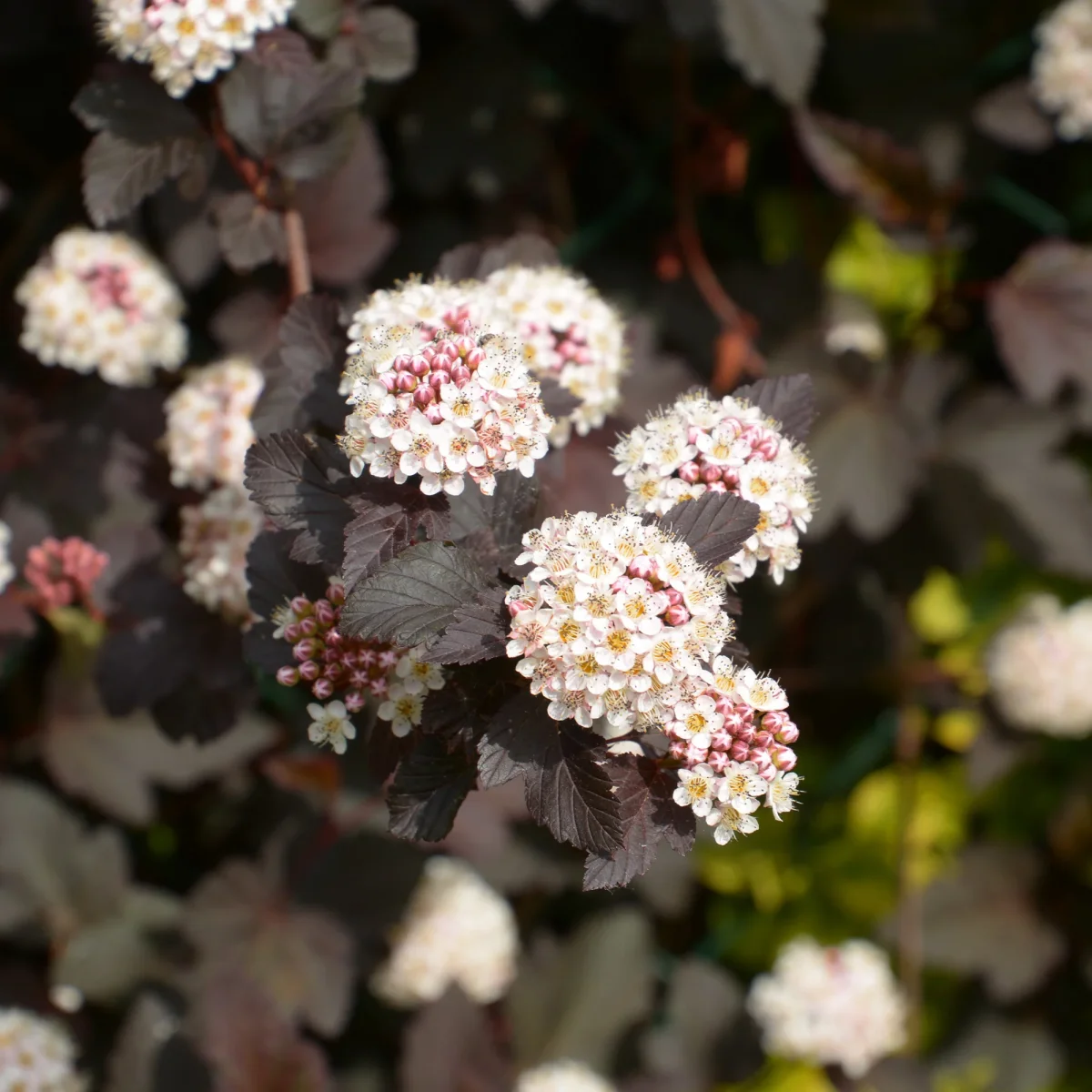 Physocarpe Red Baron – Image 6