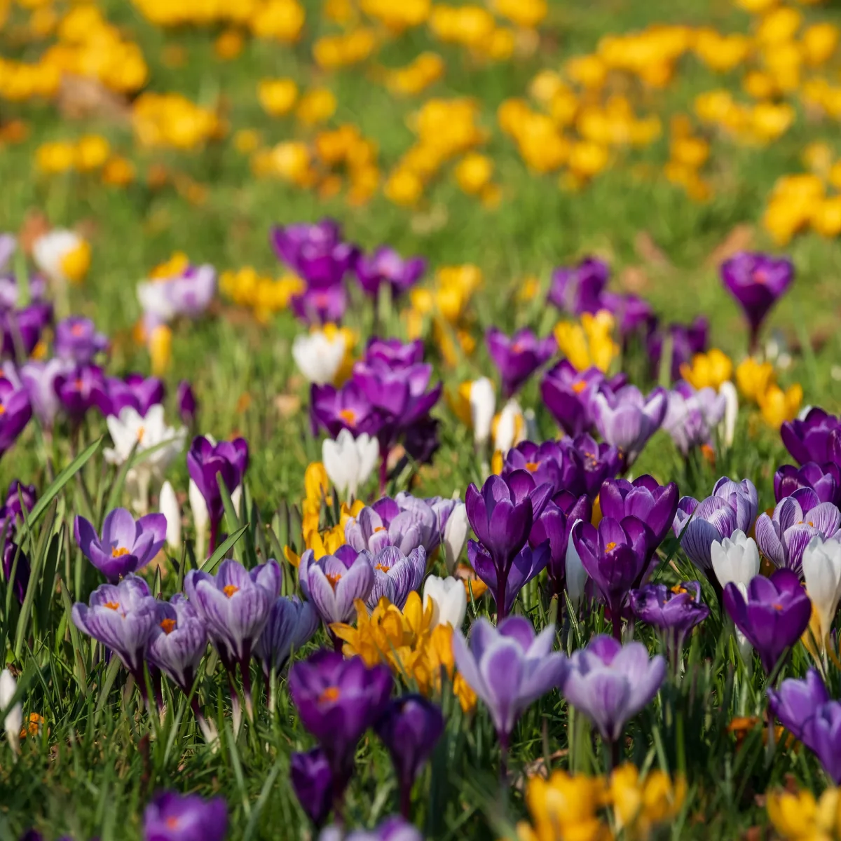 Crocus Mammouth en mélange