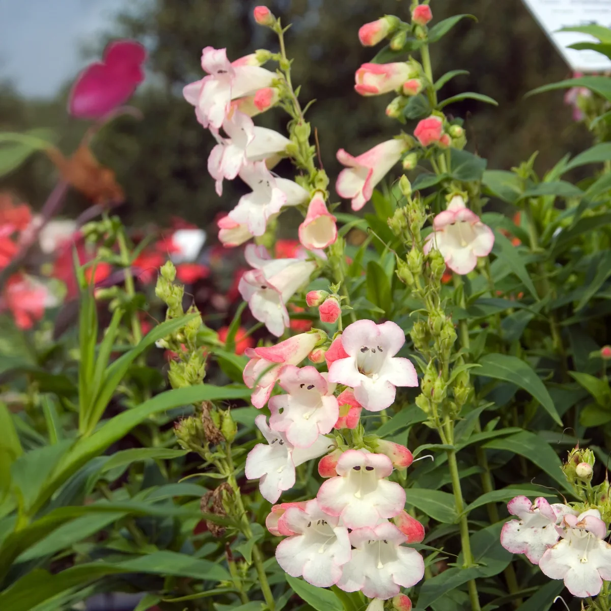 Galane Apple Blossom - Penstemon – Image 4