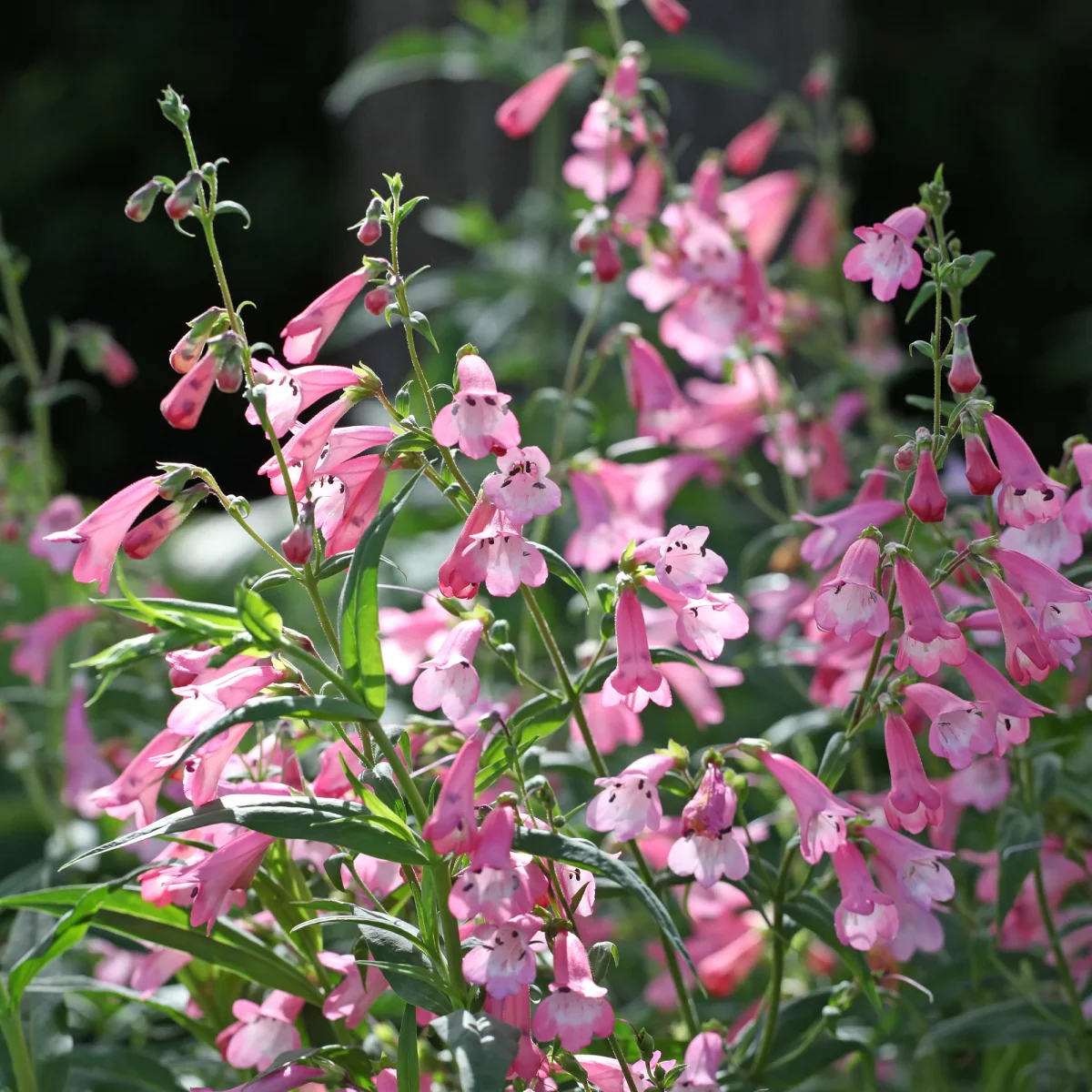 Galane Apple Blossom - Penstemon