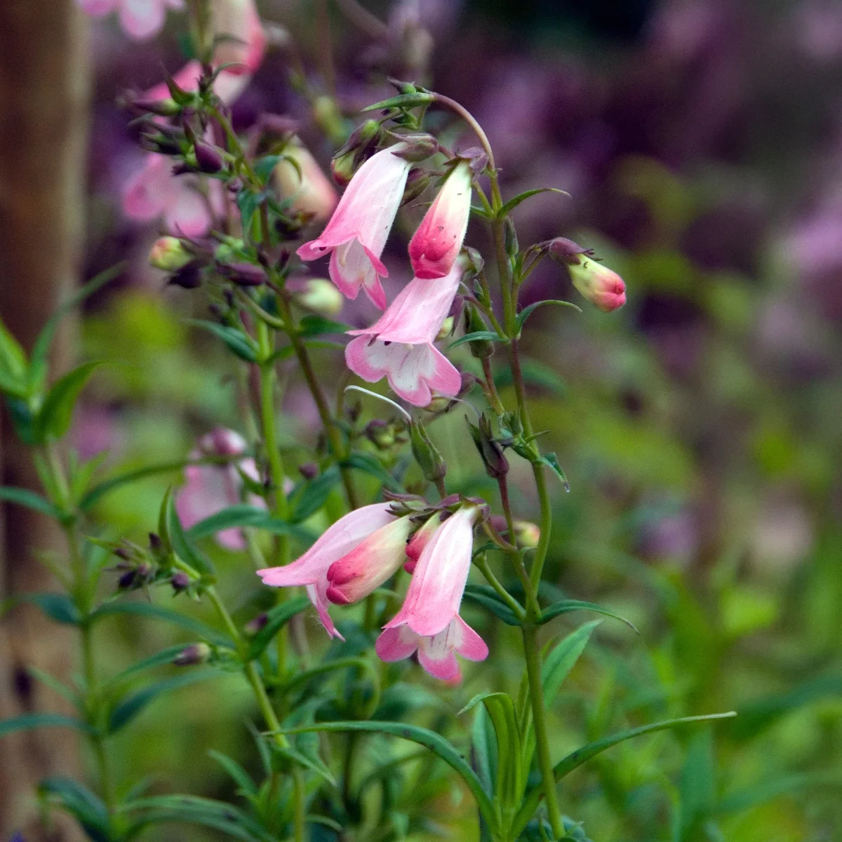 Galane Apple Blossom - Penstemon – Image 3