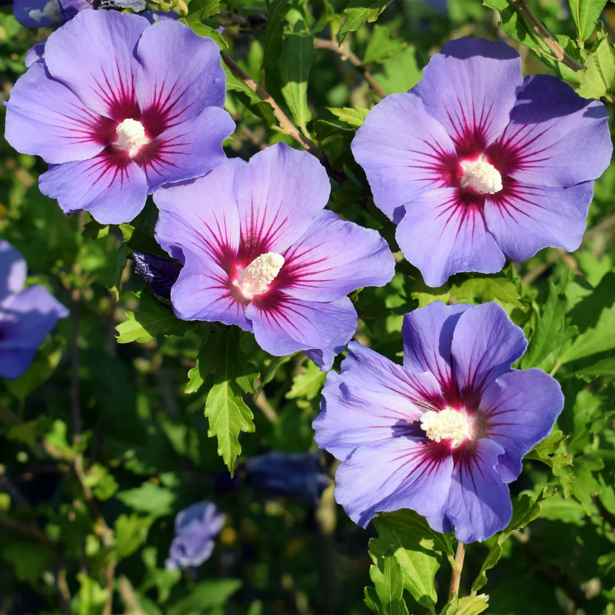 Hibiscus Oiseau Bleu – Image 3