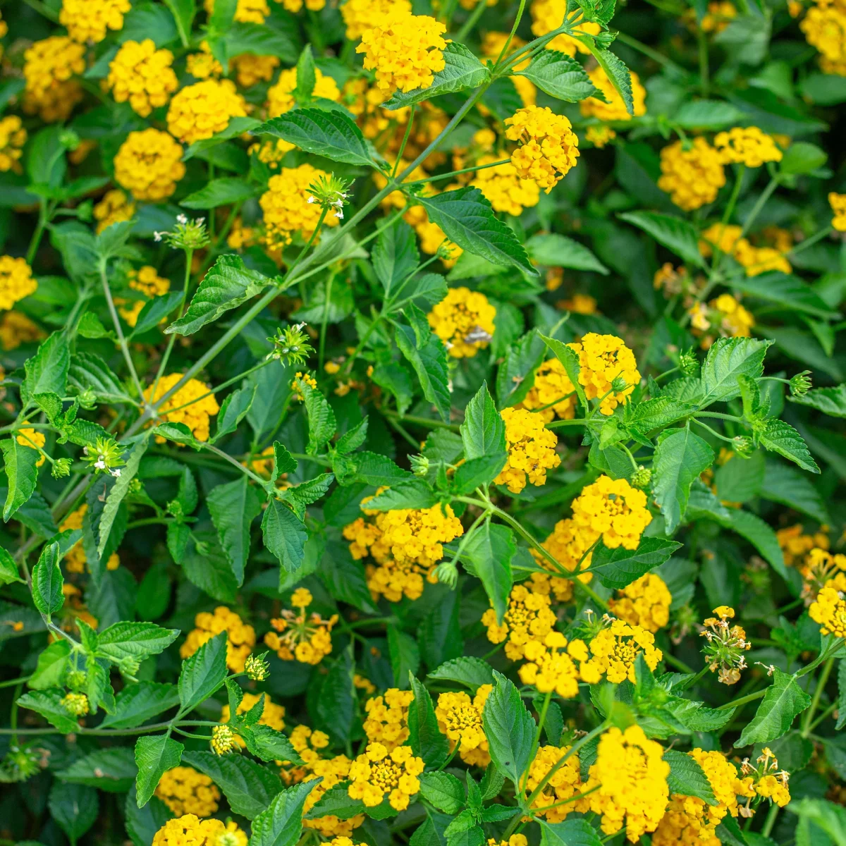 Lantana jaune – Image 4