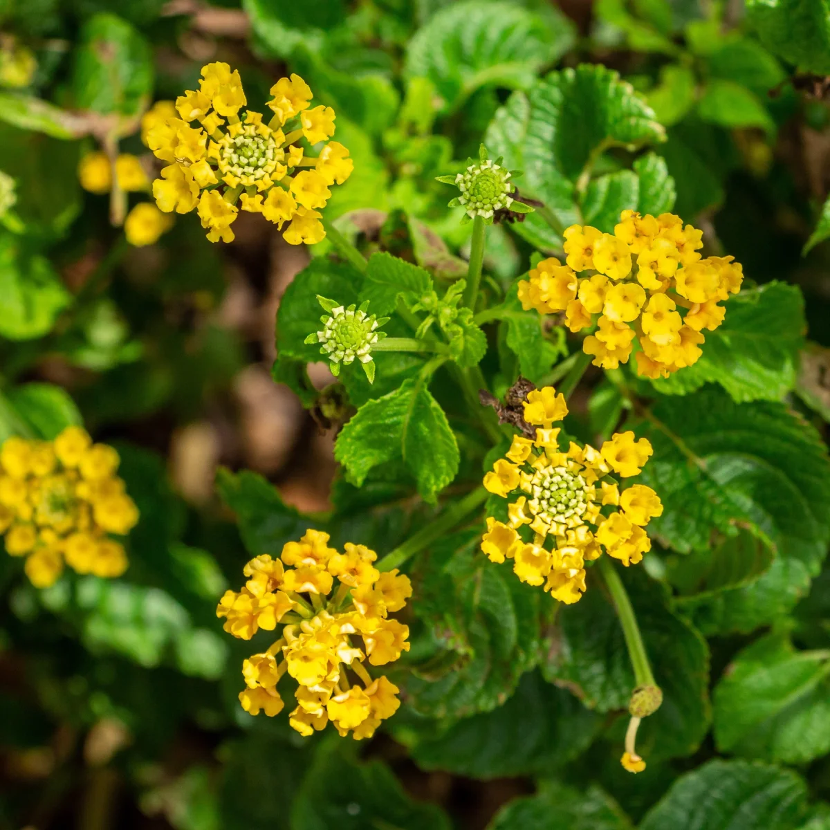 Lantana jaune – Image 3