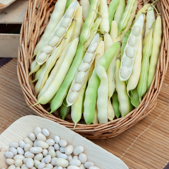 Haricot Coco nain blanc précoce