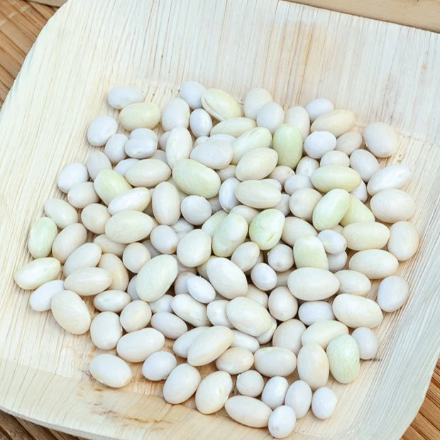Haricot Coco nain blanc précoce – Image 3