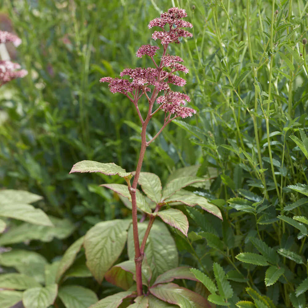 Rodgersia pinnata – Image 4