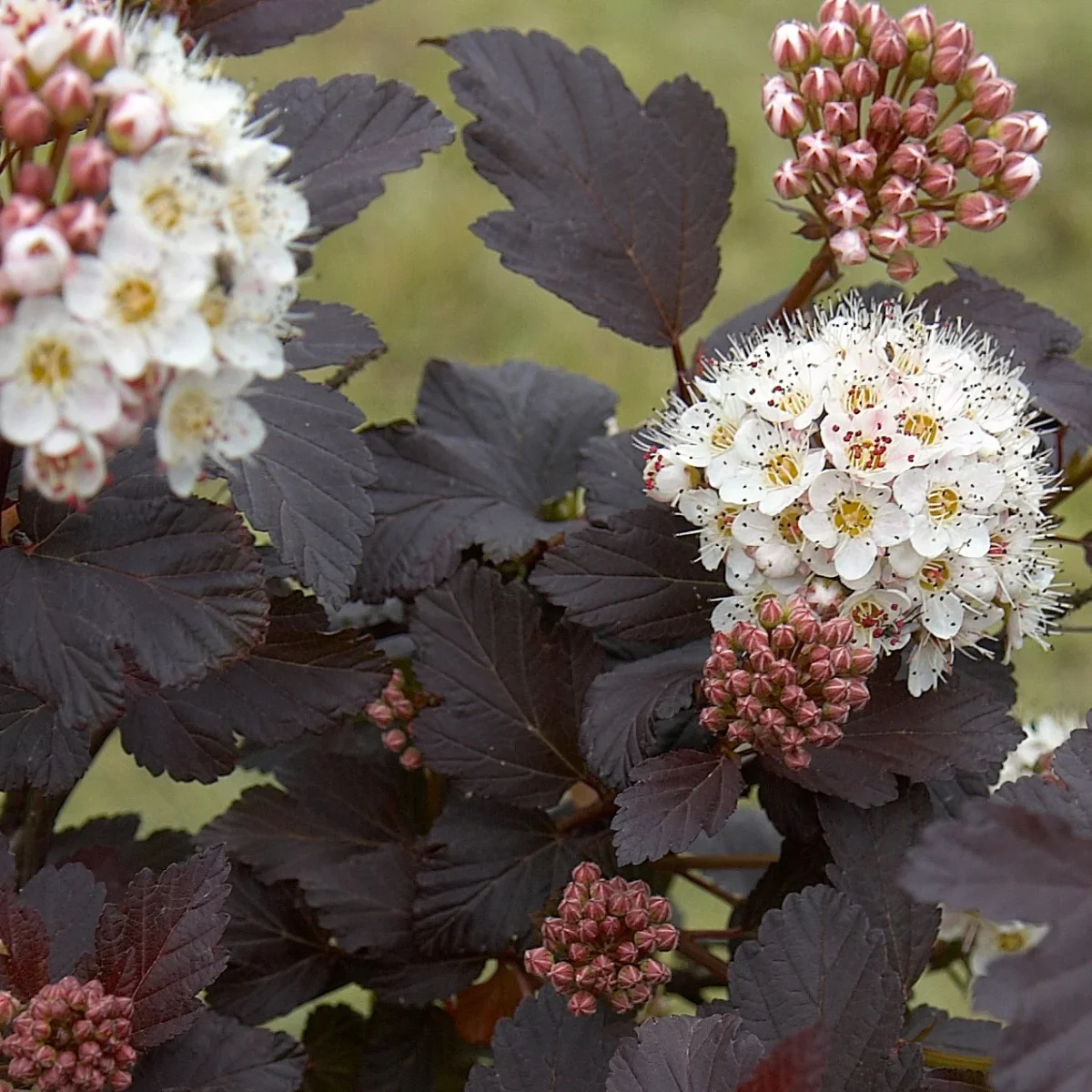 Physocarpe Red Baron – Image 5