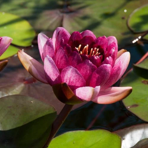 Nénuphar 'Perry's Almost Black' – Image 3